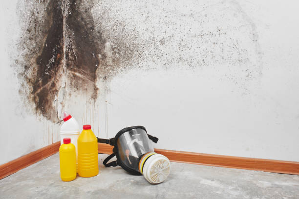 Best Home Mold Removal  in Emerald Bay, TX