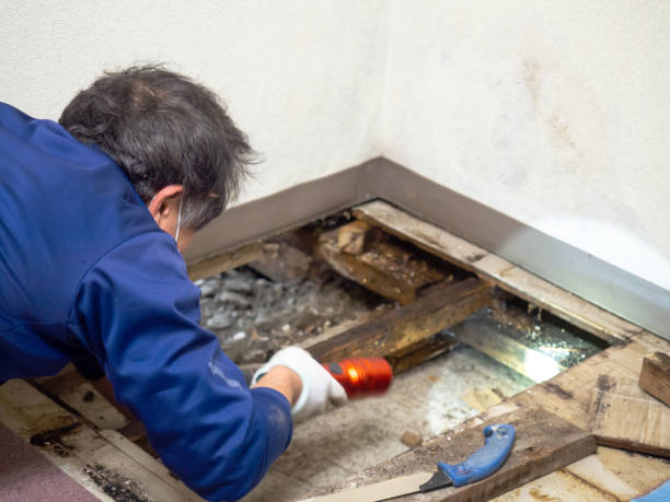 Best Residential Mold Removal  in Emerald Bay, TX