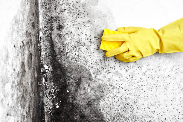 Mold Removal Process in Emerald Bay, TX