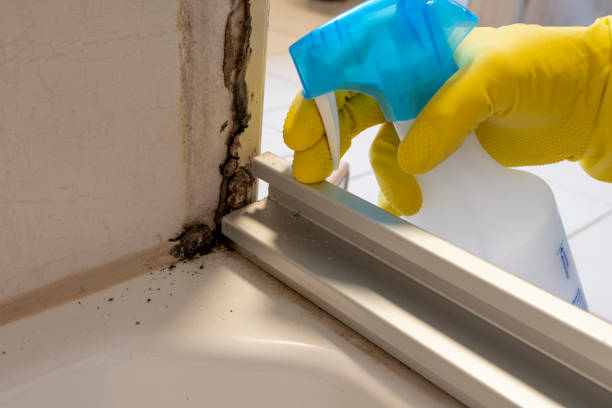 Best Mold Removal Company Near Me  in Emerald Bay, TX