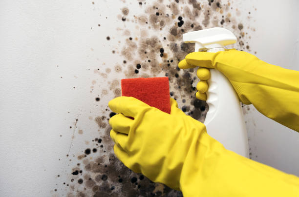 Best Certified Mold Removal  in Emerald Bay, TX