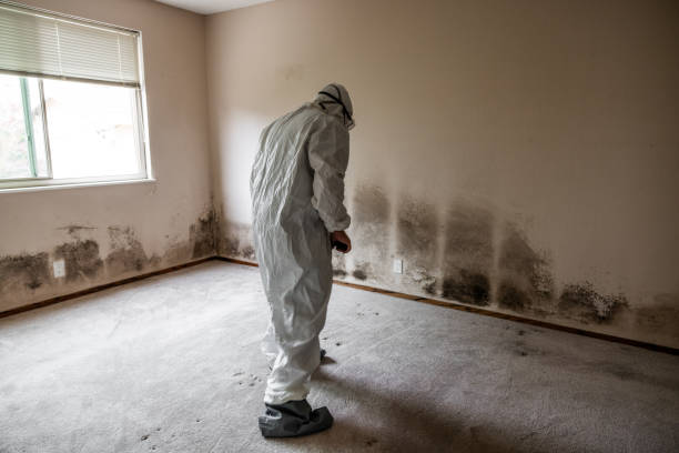 Best Commercial Mold Removal  in Emerald Bay, TX