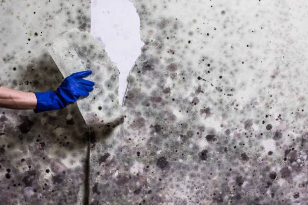 Best Home Mold Removal  in Emerald Bay, TX