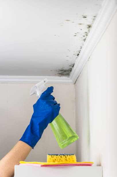 Best Local Mold Removal Service  in Emerald Bay, TX